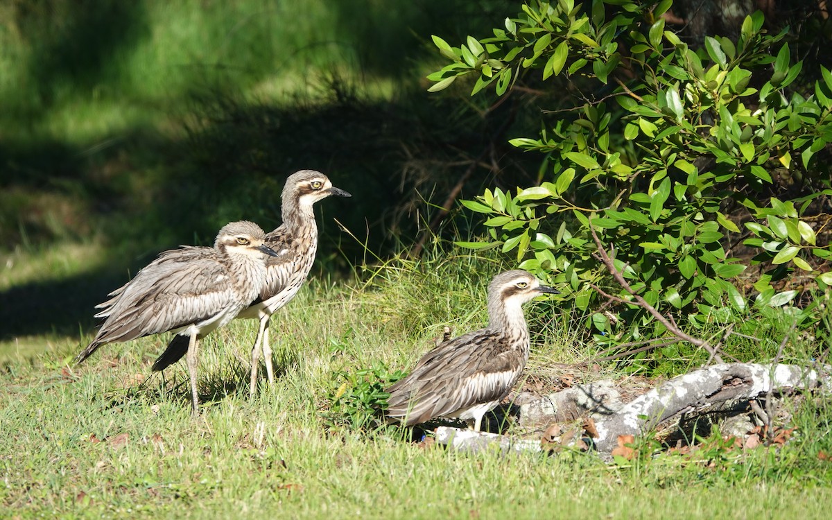 Bush Thick-knee - ML422182731