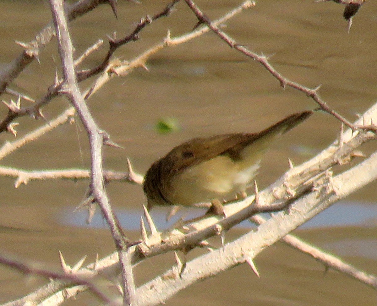 Blyth's Reed Warbler - ML422183161