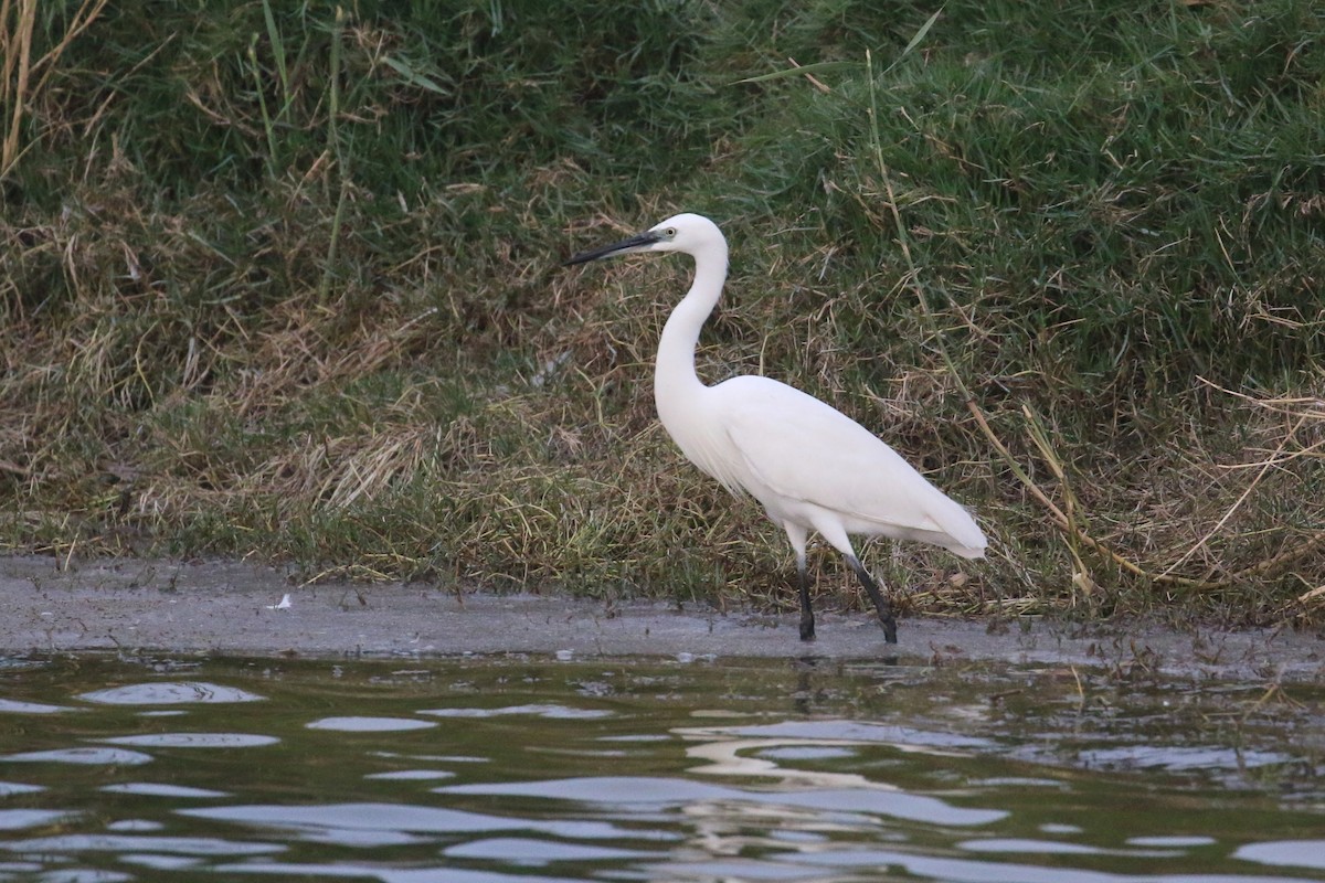 Little Egret - Oscar Campbell