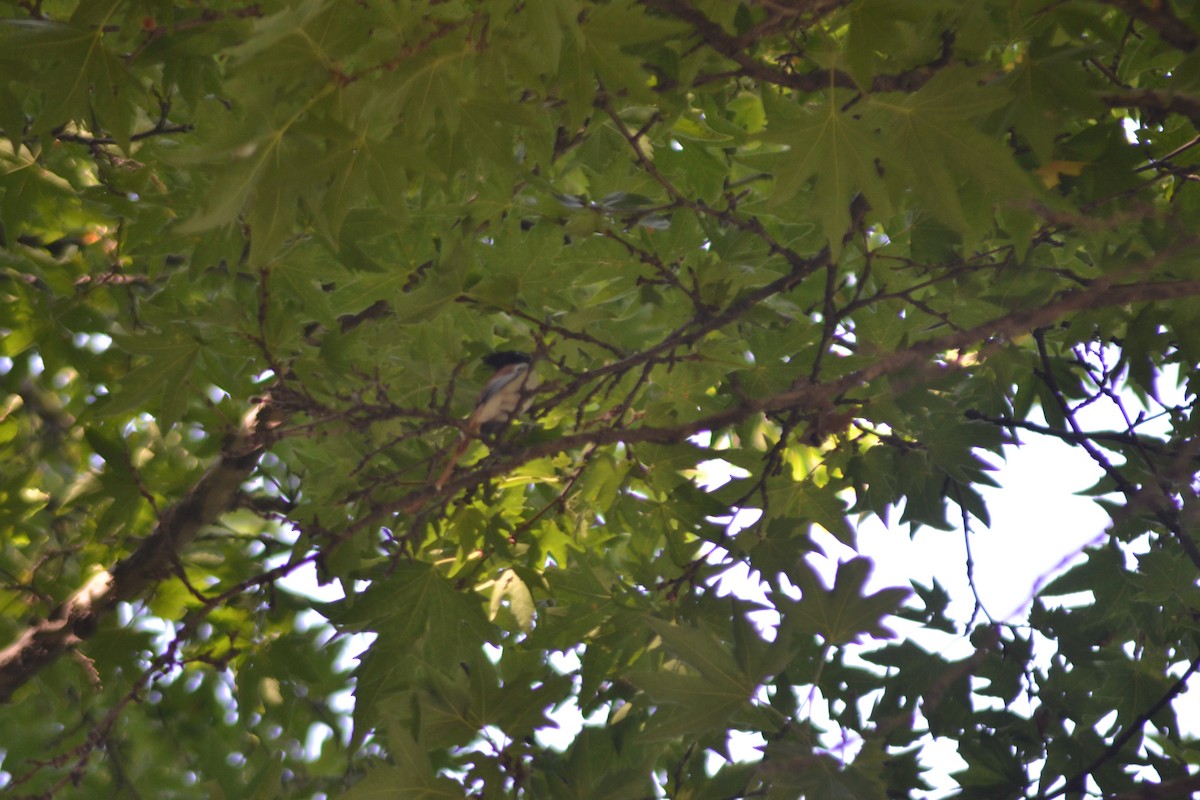 Indian Paradise-Flycatcher - ML422184491