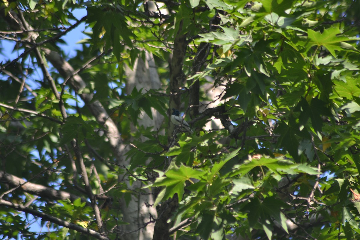 Indian Paradise-Flycatcher - ML422184501