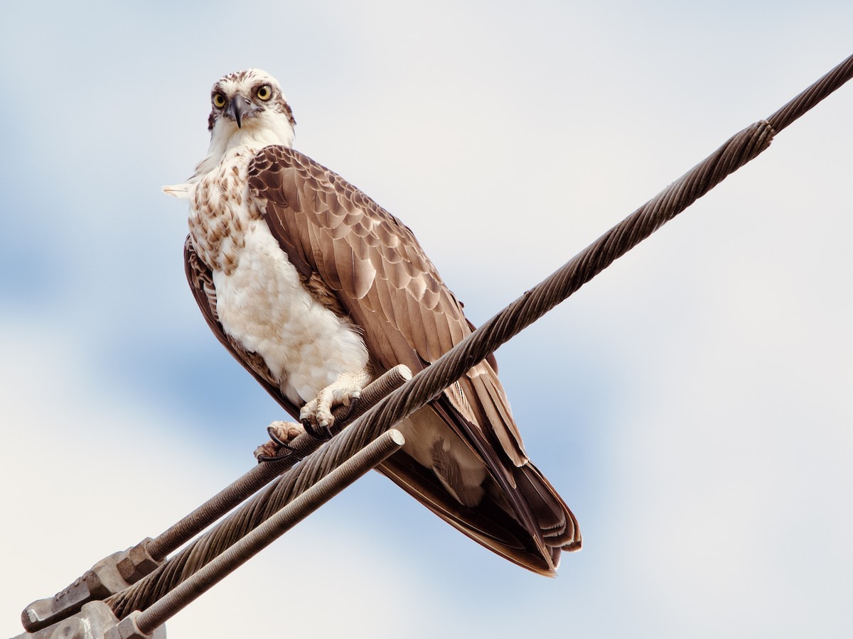 Osprey - Allan Johns