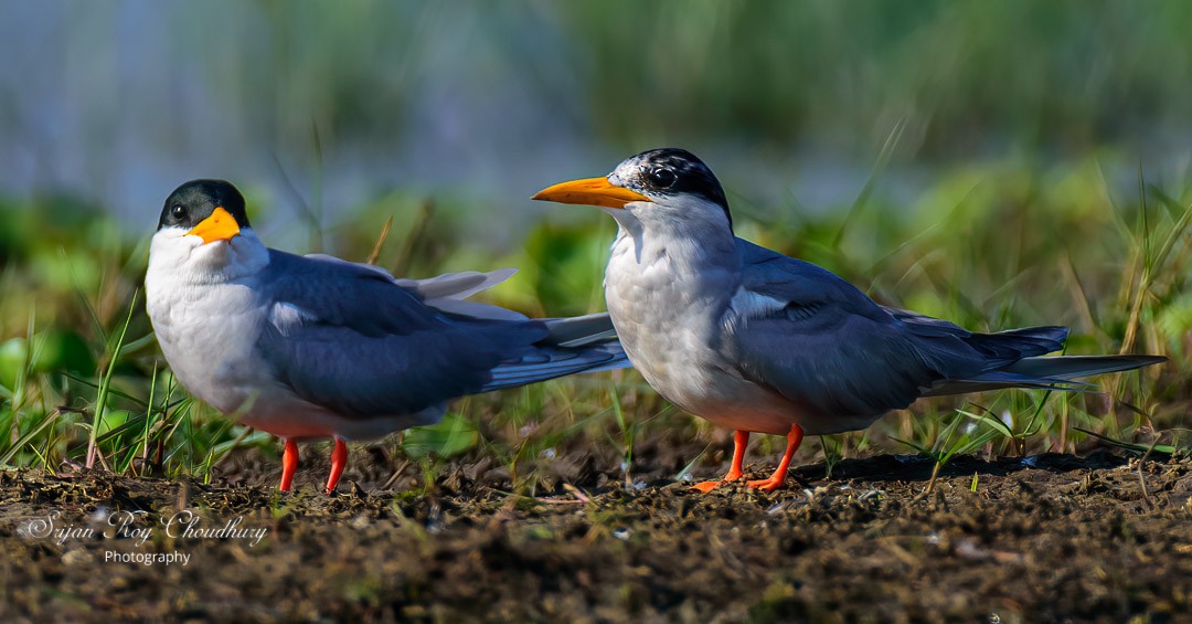 River Tern - ML422186251