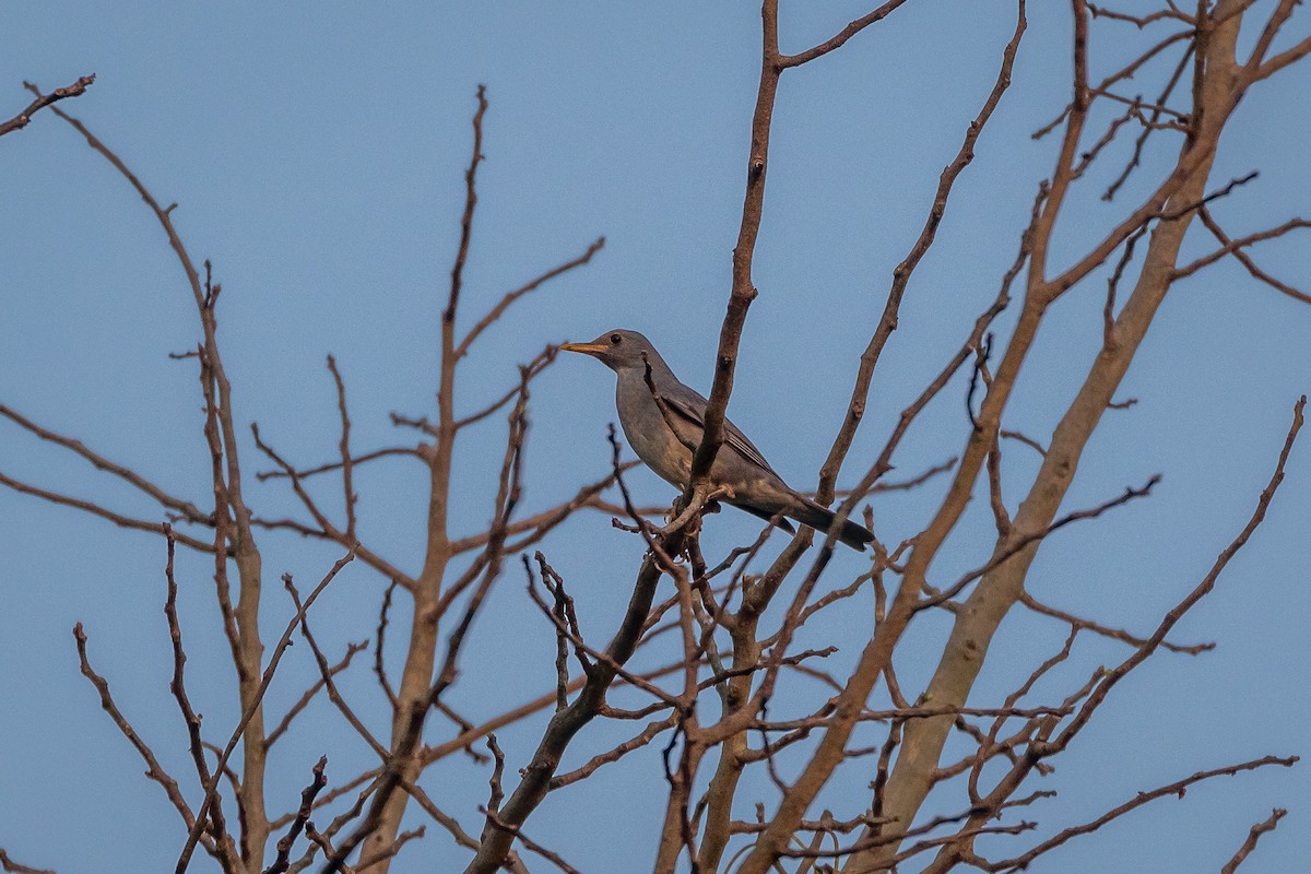 Tickell's Thrush - ML422188251