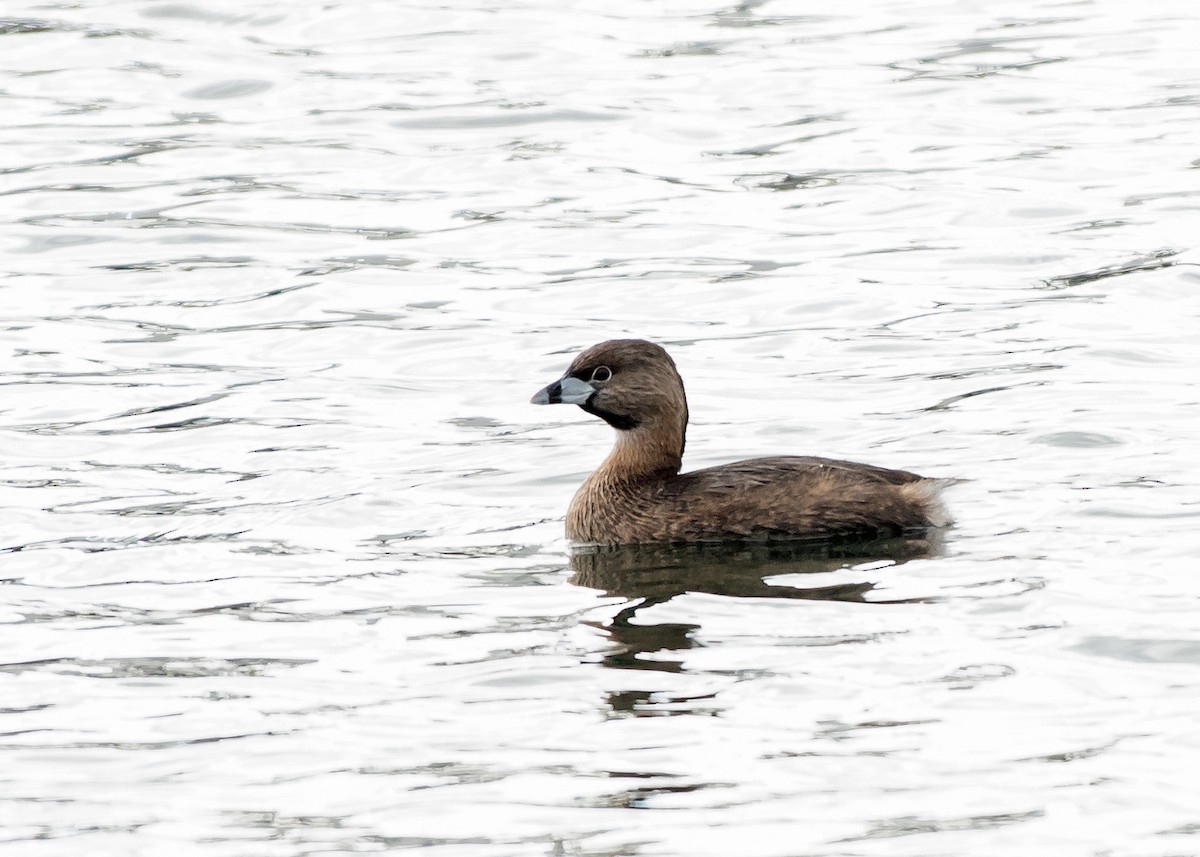 Pied-billed Grebe - ML422190761