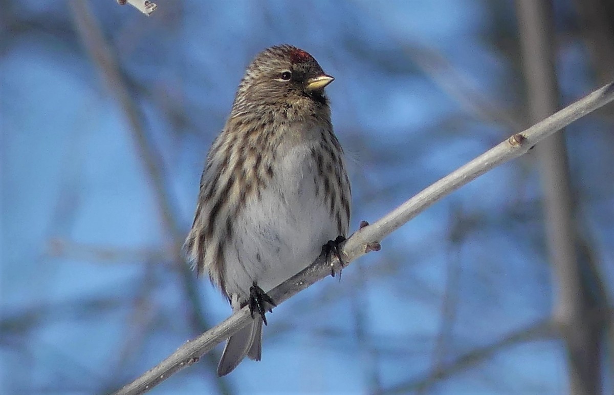 Redpoll (Common) - ML422191781