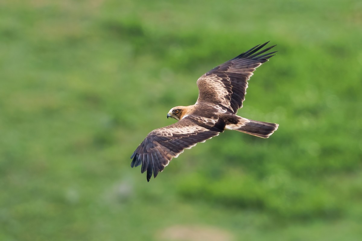 Booted Eagle - Yeray Seminario