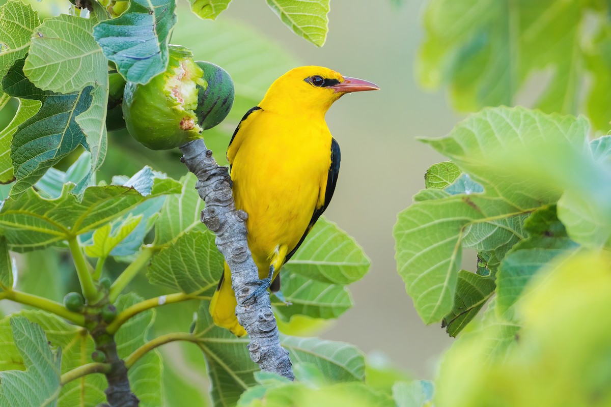 Eurasian Golden Oriole - ML422194061