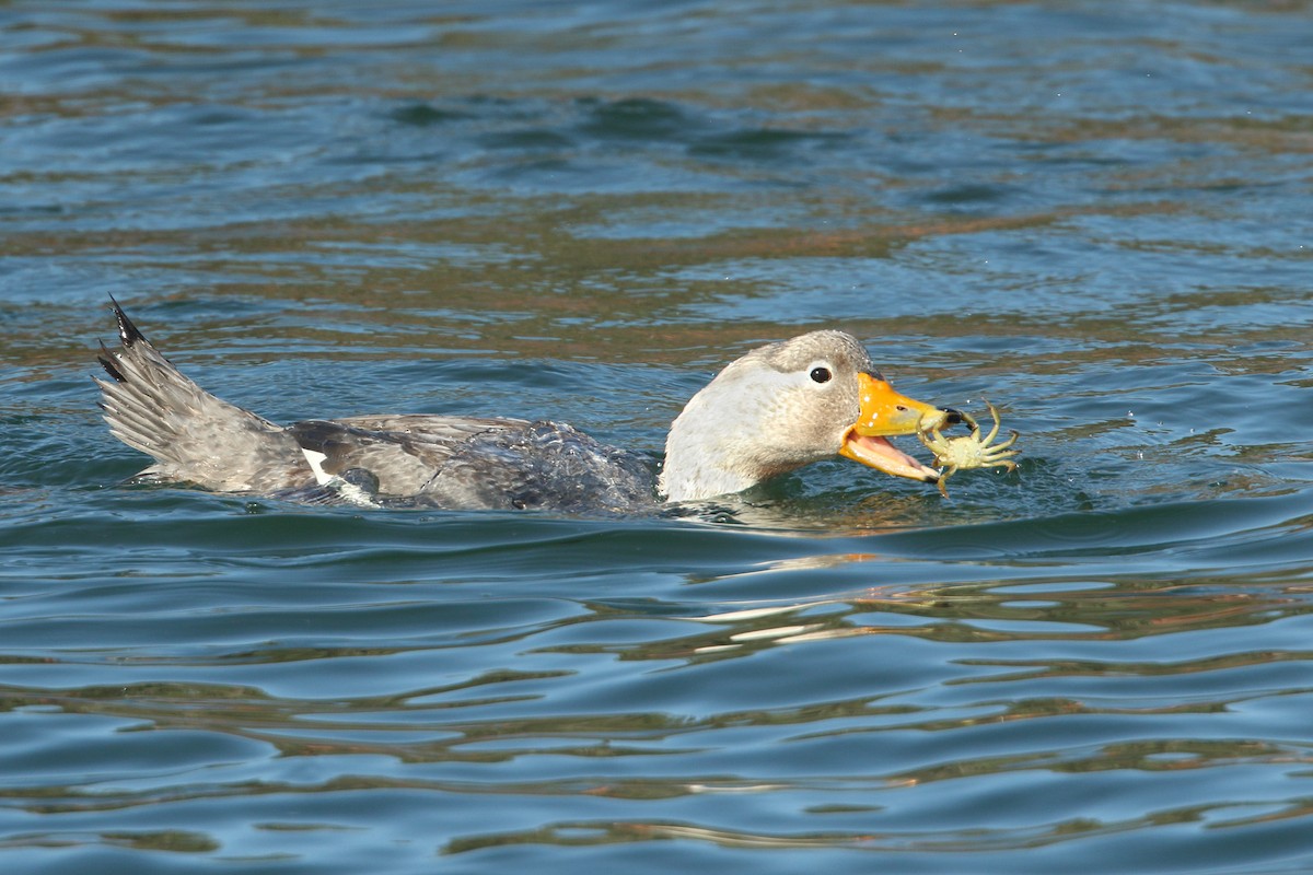 White-headed Steamer-Duck - Martjan Lammertink