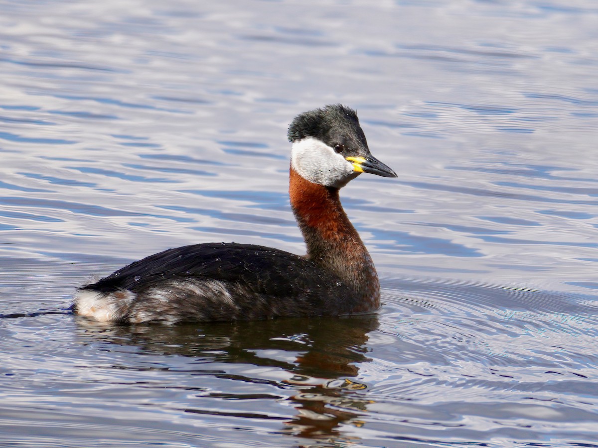 Rothalstaucher - ML422196251