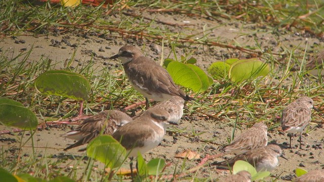 Siberian Sand-Plover - ML422196871