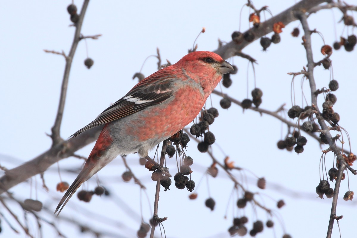 Pine Grosbeak - ML422198051