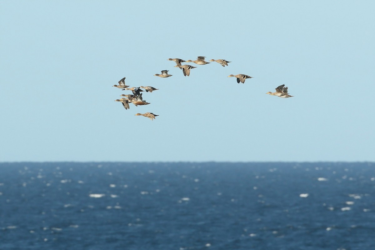 Yellow-billed Pintail - ML422199071