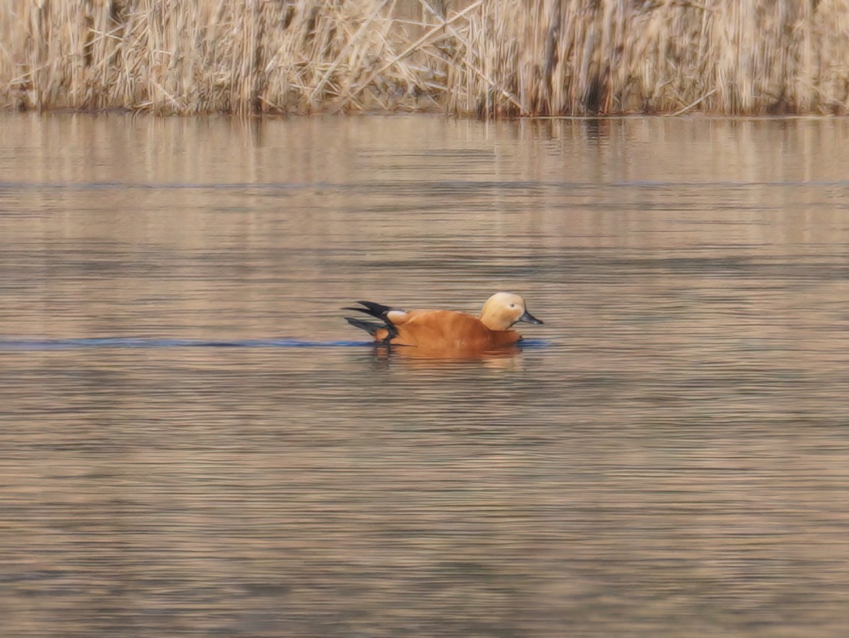 Rostgans - ML422200791