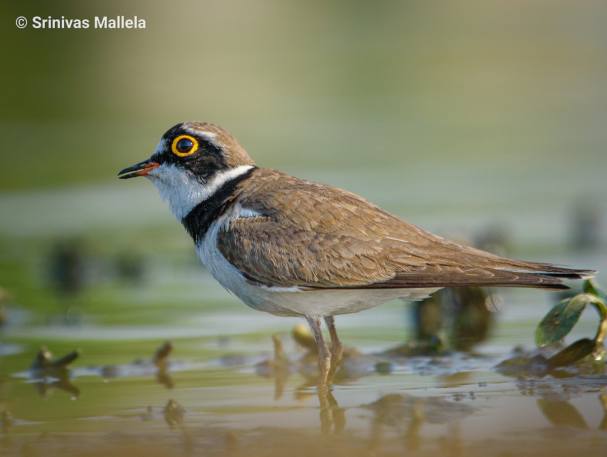 Little Ringed Plover - ML422202581