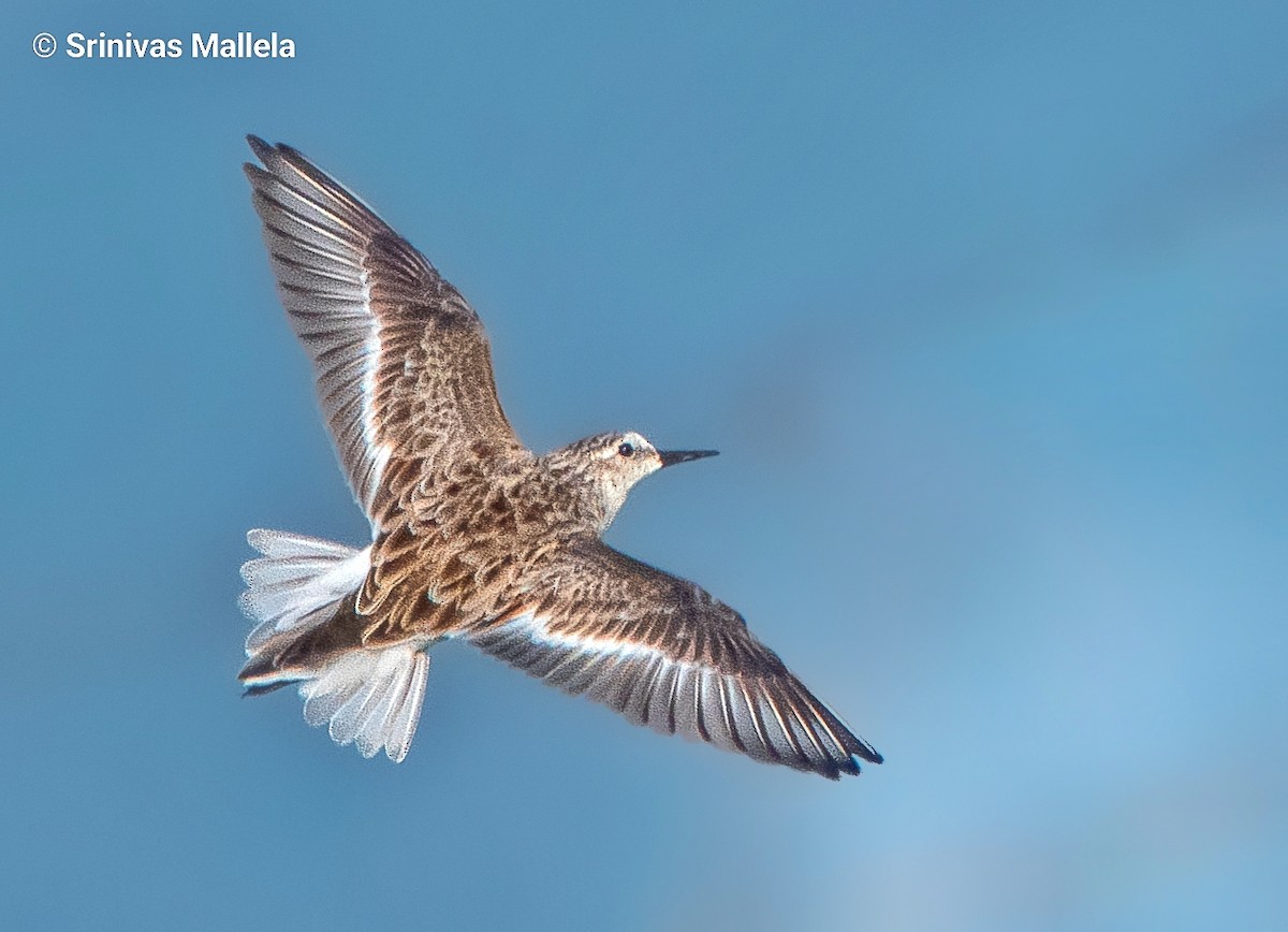 Little Stint - ML422203751