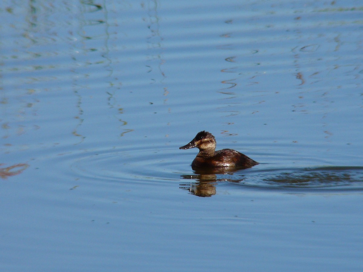 Ruddy Duck - ML422203941