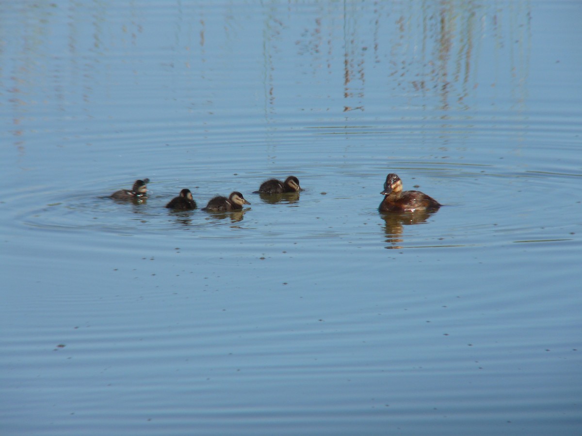 Ruddy Duck - ML422204691