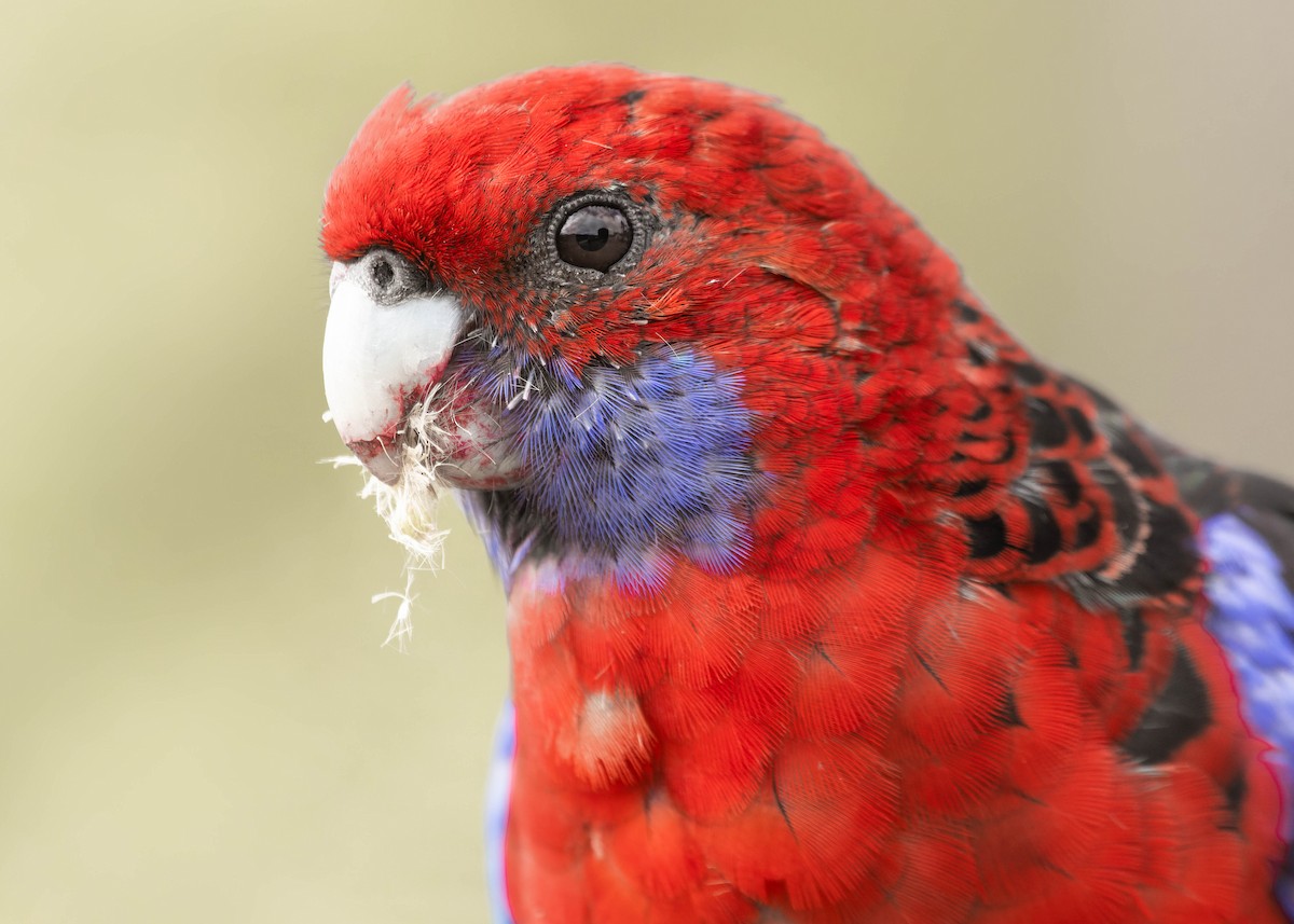 Crimson Rosella (Crimson) - Zebedee Muller