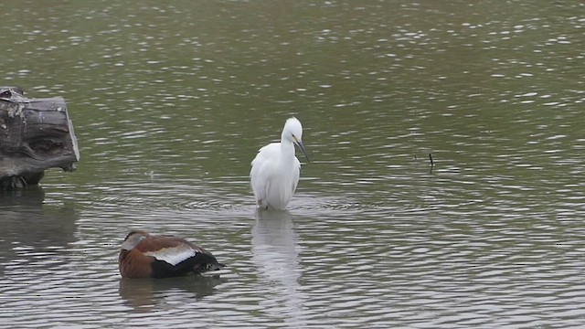 Snowy Egret - ML422205721