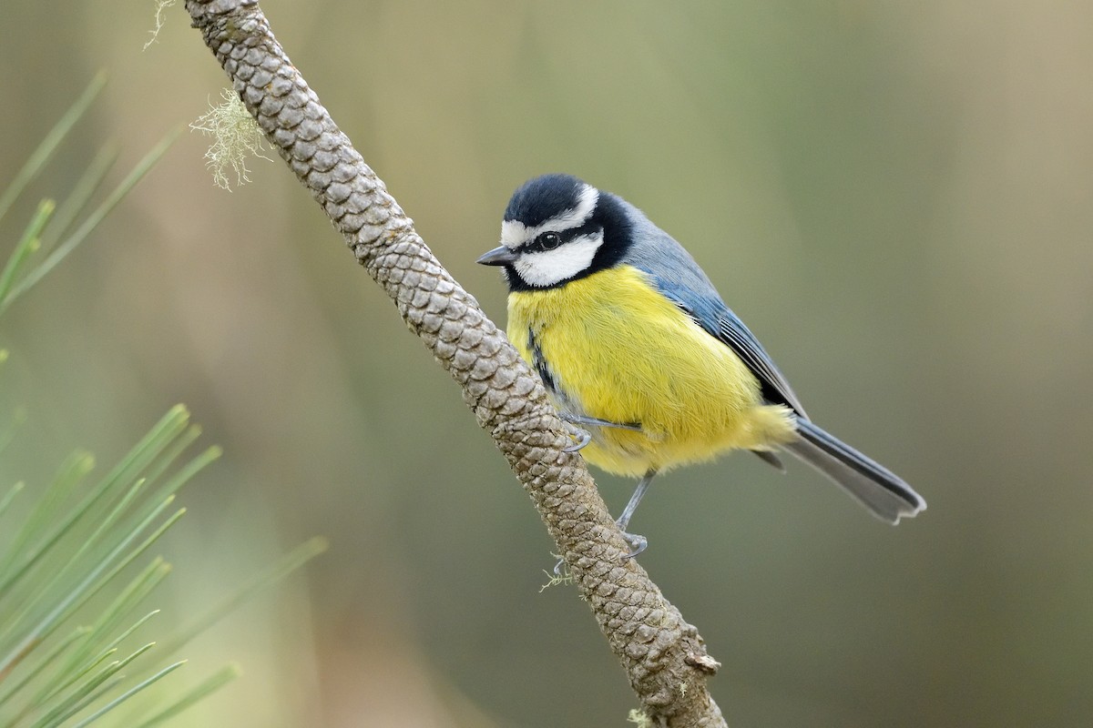 African Blue Tit - ML422207361