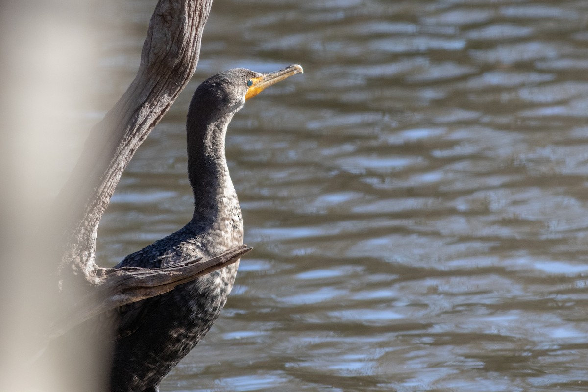 Double-crested Cormorant - ML422207721