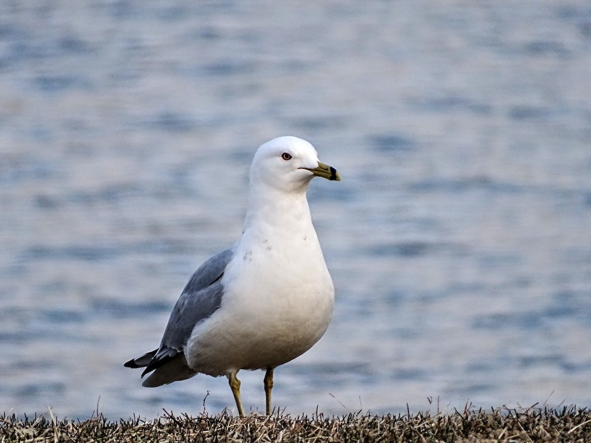 Ring-billed Gull - ML422207981