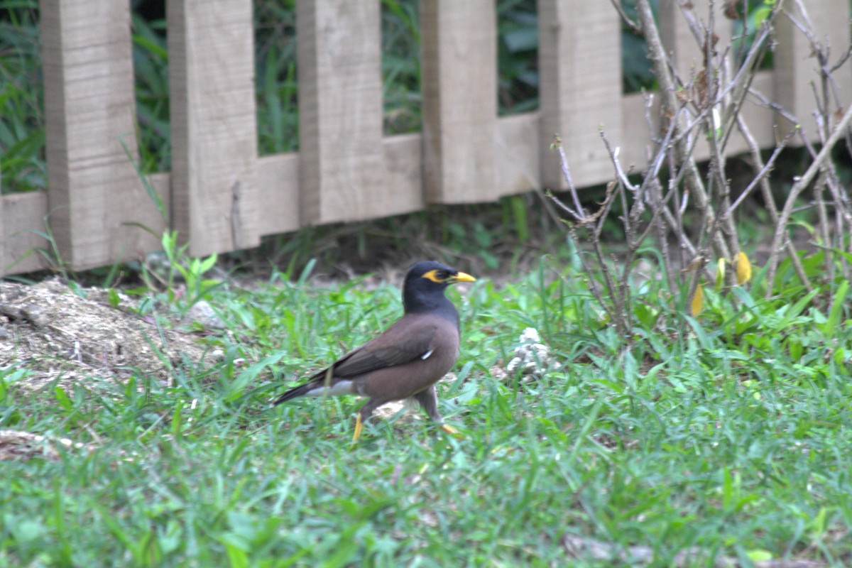 Common Myna - ML42220911