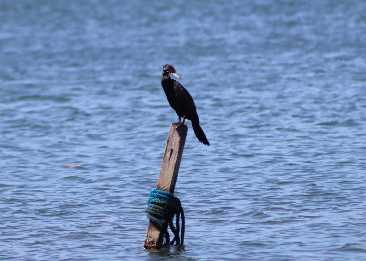 Neotropic Cormorant - ML422209851