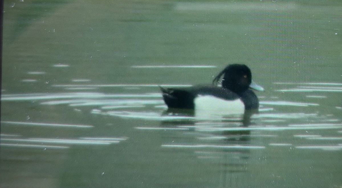 Tufted Duck - ML422209891