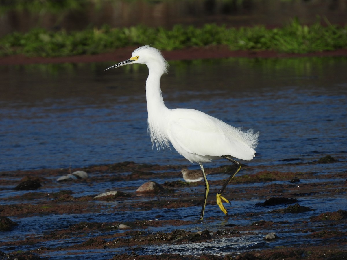 Snowy Egret - ML422209941