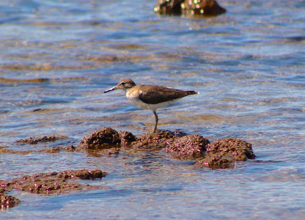 Spotted Sandpiper - ML422210051