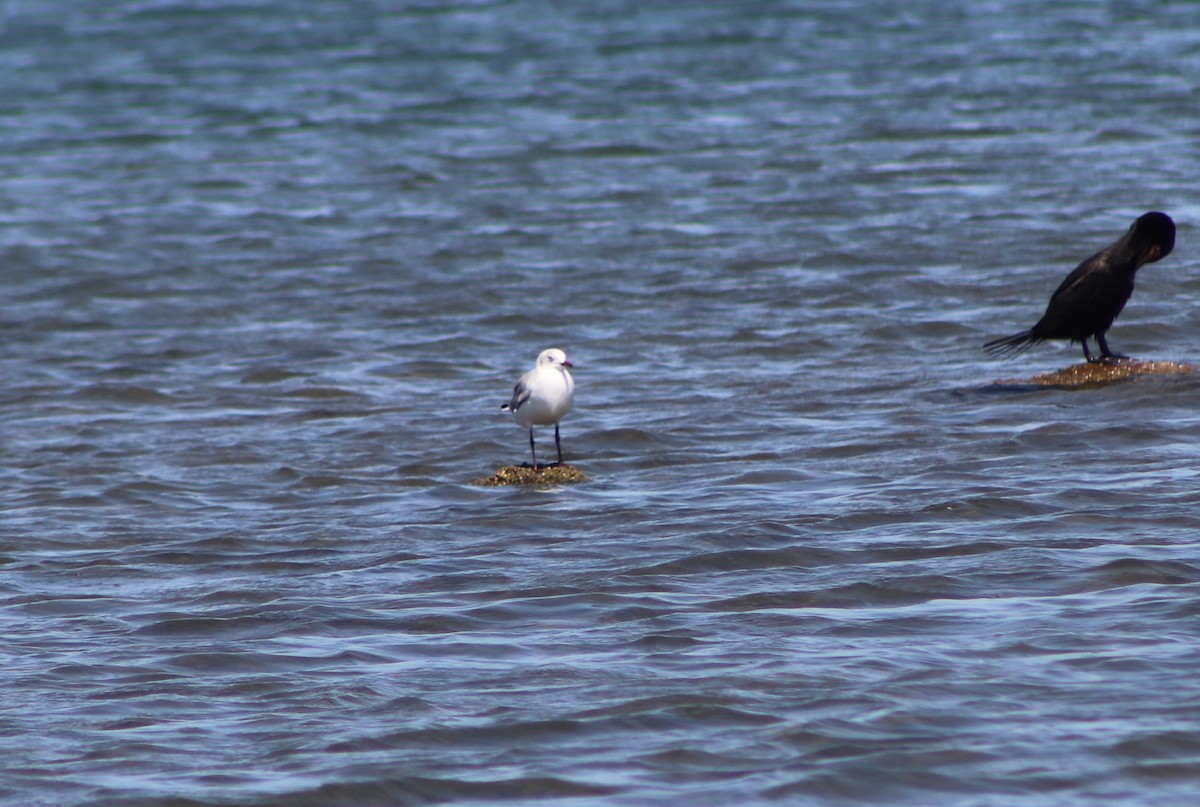 Gray-hooded Gull - ML422210111