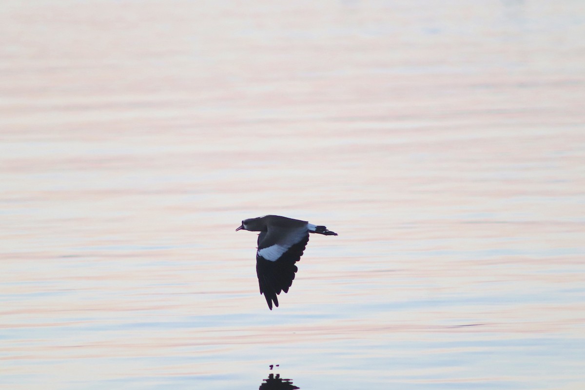 Southern Lapwing - ML422210781