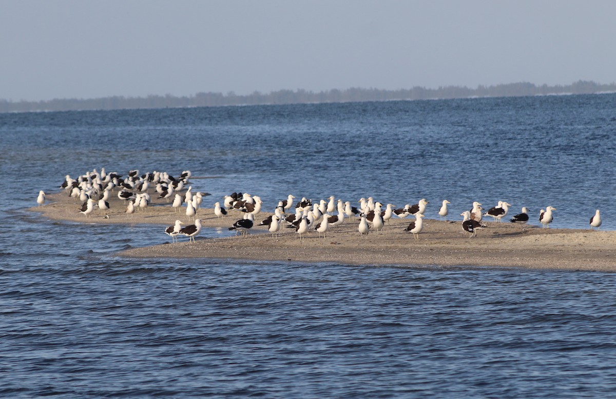 Kelp Gull - ML422211071