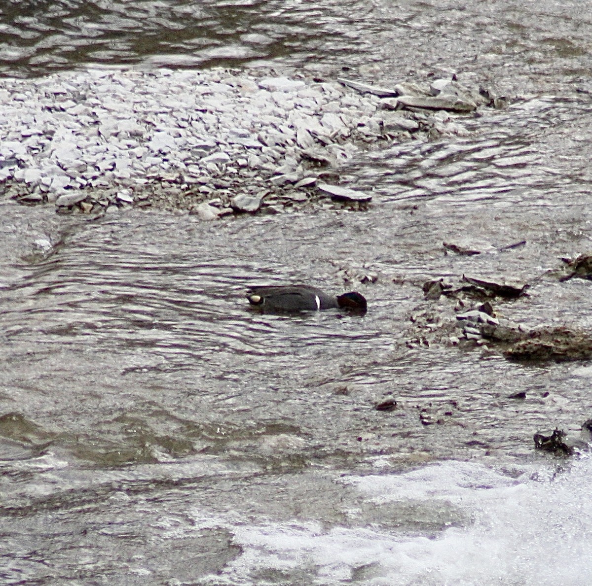 Green-winged Teal - ML422211341