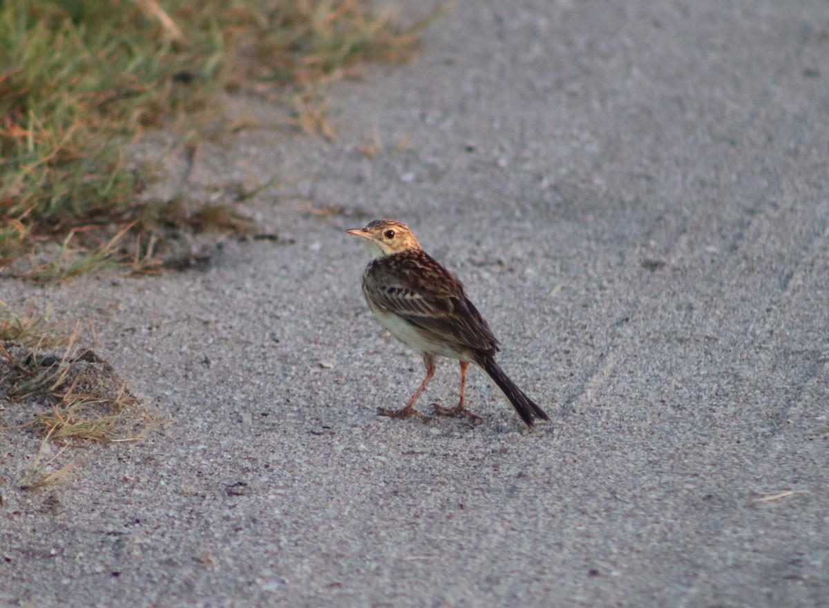 Yellowish Pipit - ML422211361