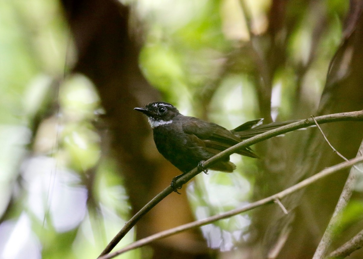 White-throated Fantail - ML422211761