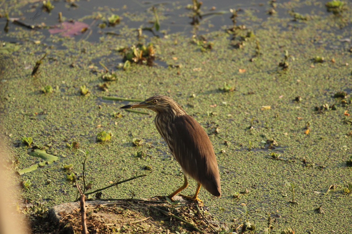 Indian Pond-Heron - Madhurima Das