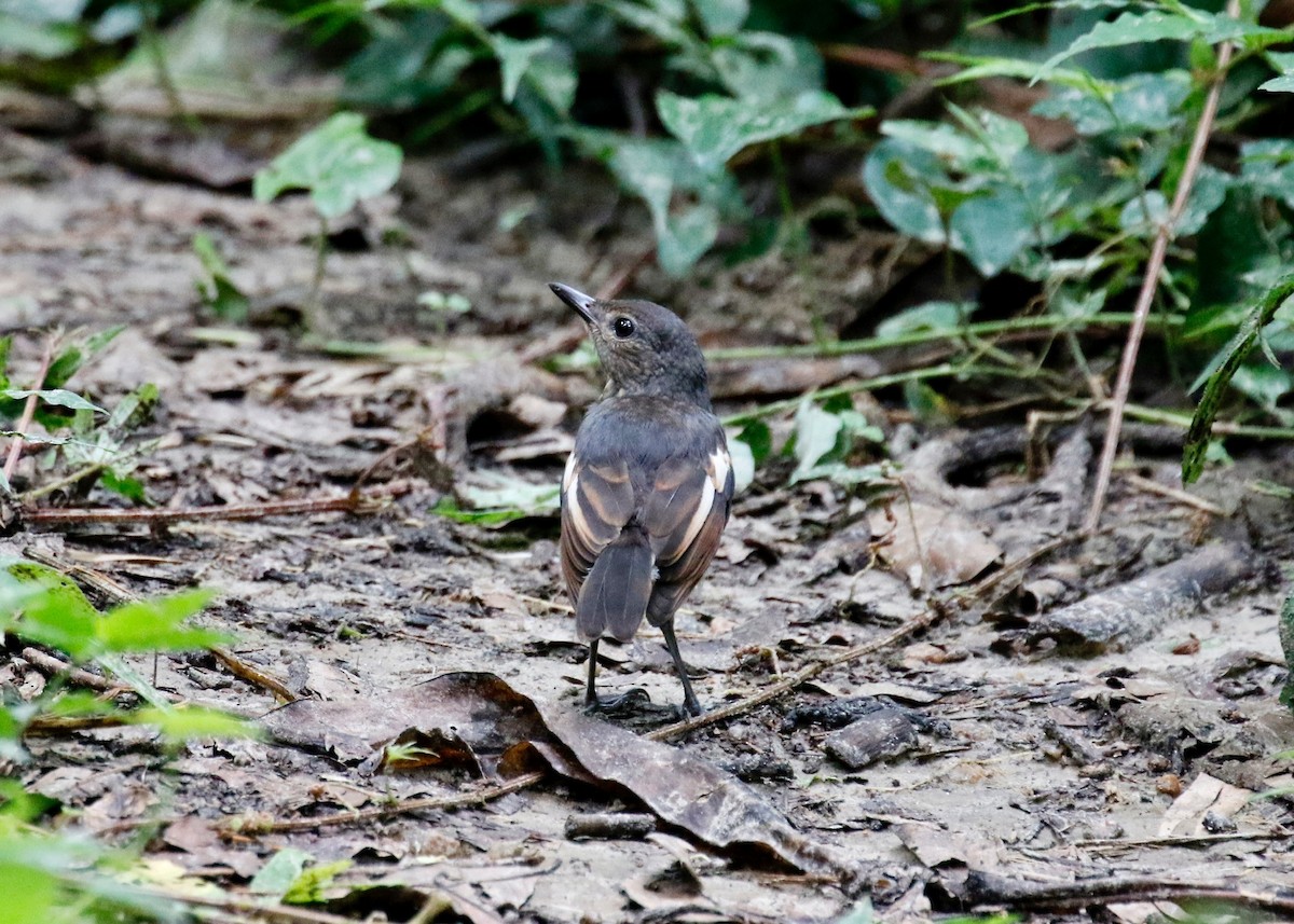 Oriental Magpie-Robin - ML422211881