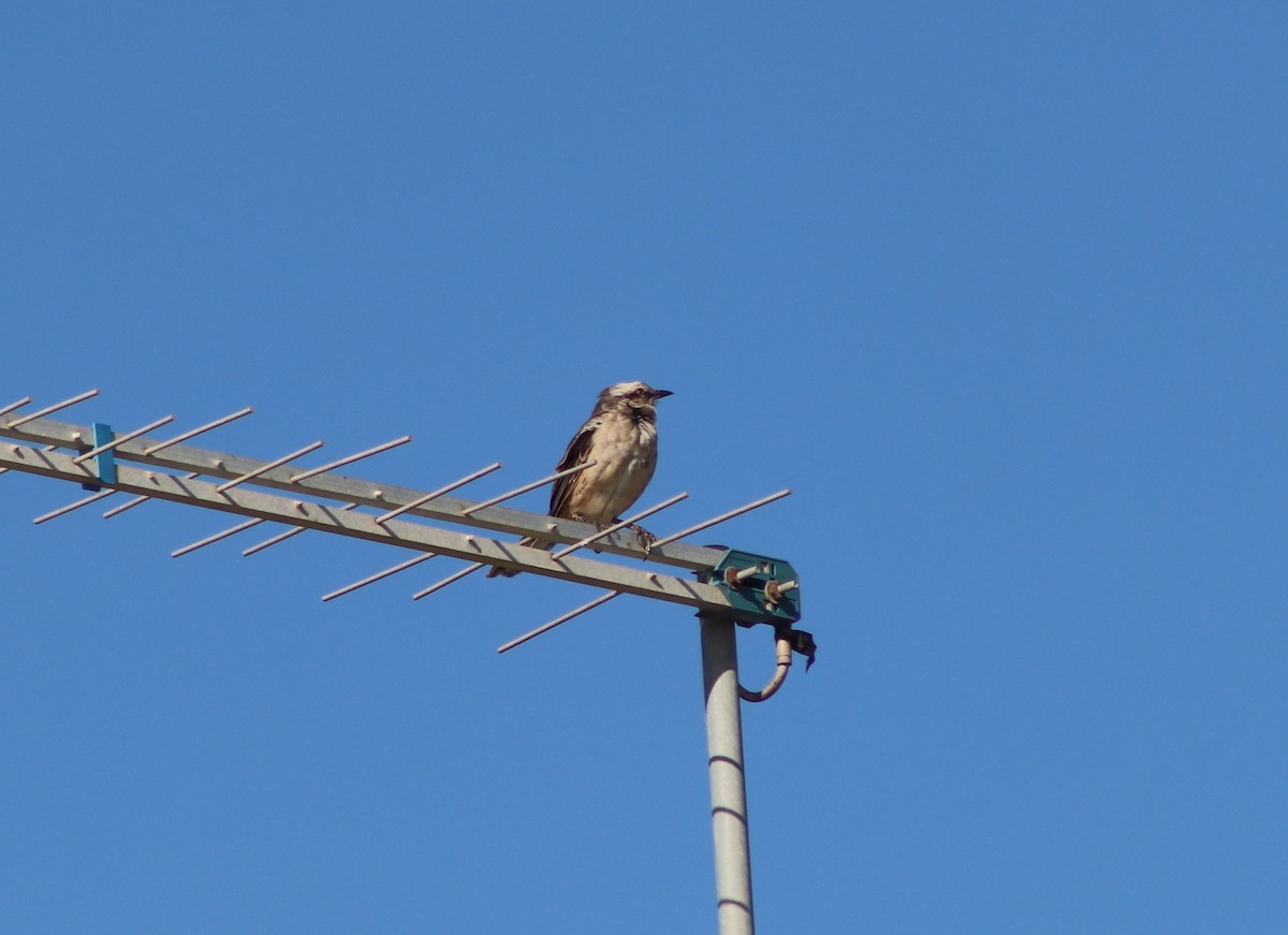 Chalk-browed Mockingbird - ML422212701