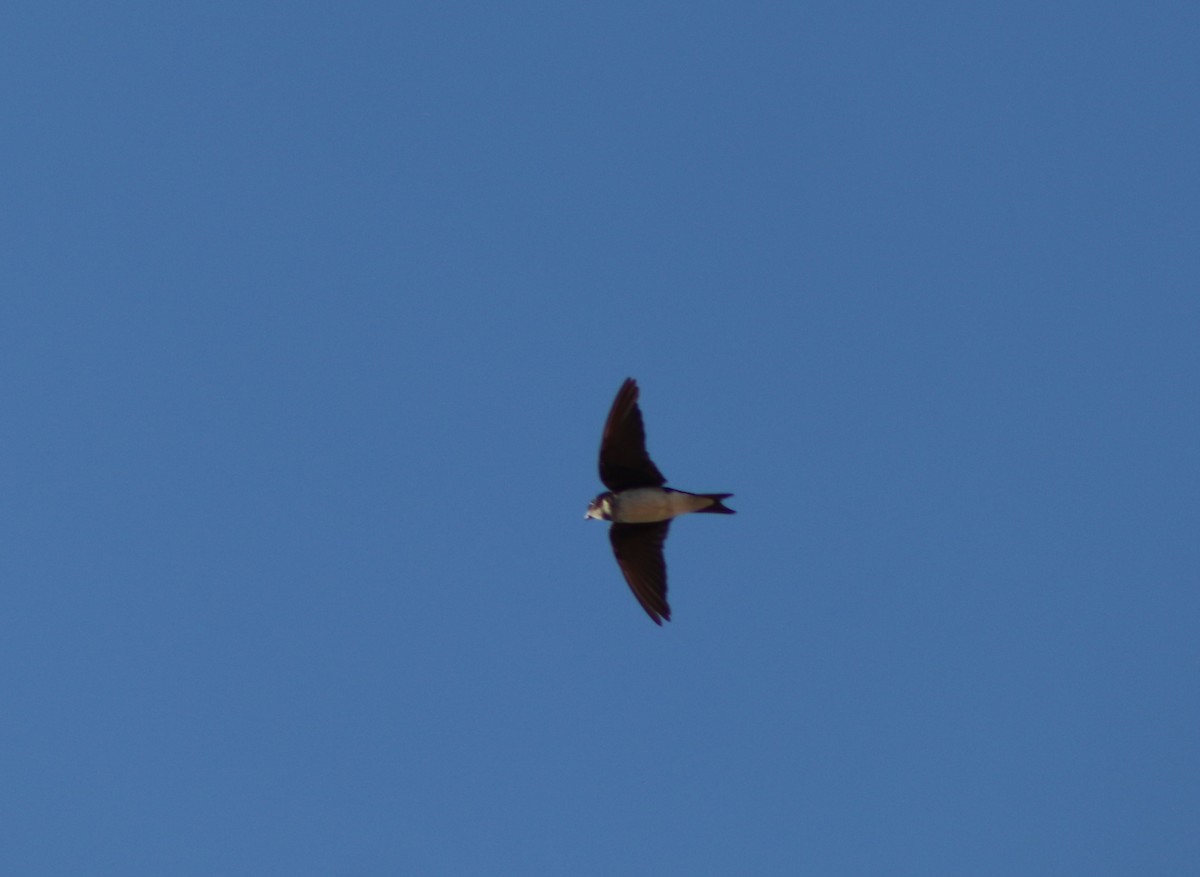 Gray-breasted Martin - ML422212761