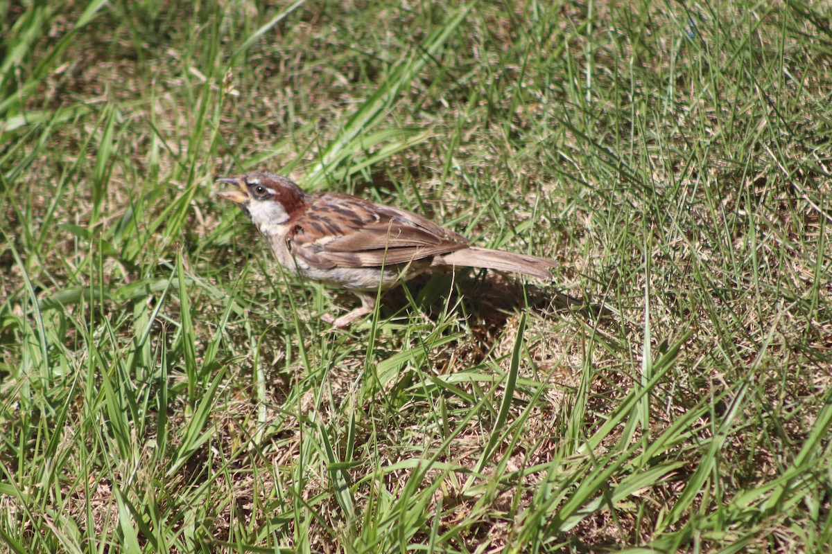 House Sparrow - ML422213041
