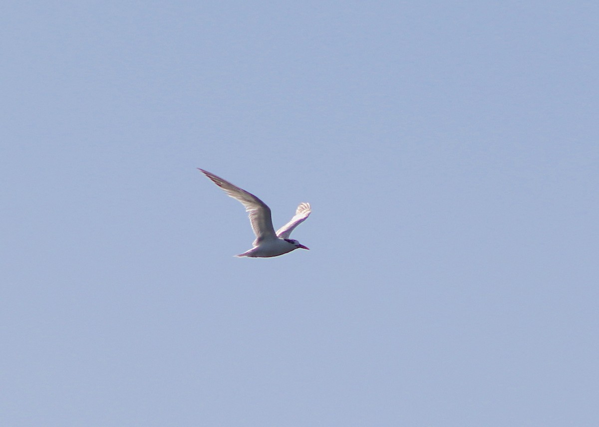 Sandwich Tern - ML422213341