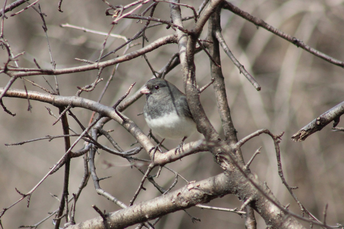 Dark-eyed Junco - ML422213811