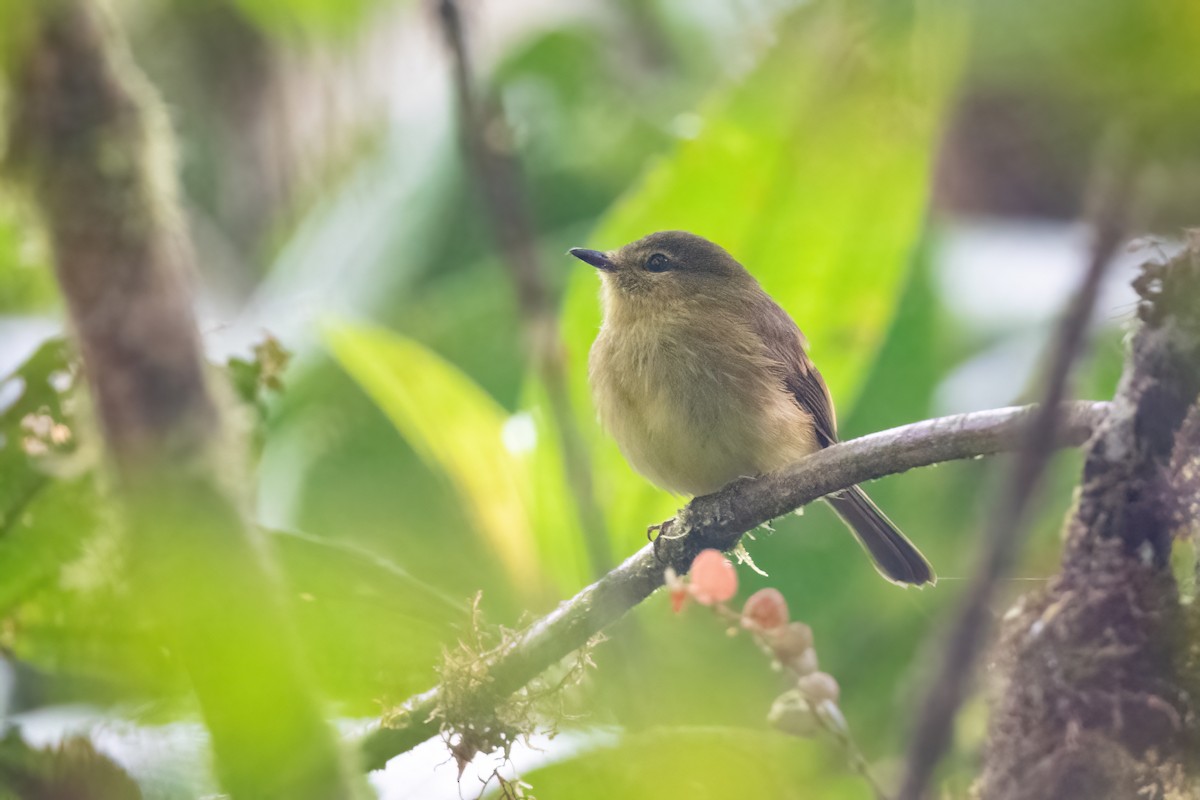 Flavescent Flycatcher - ML422214581