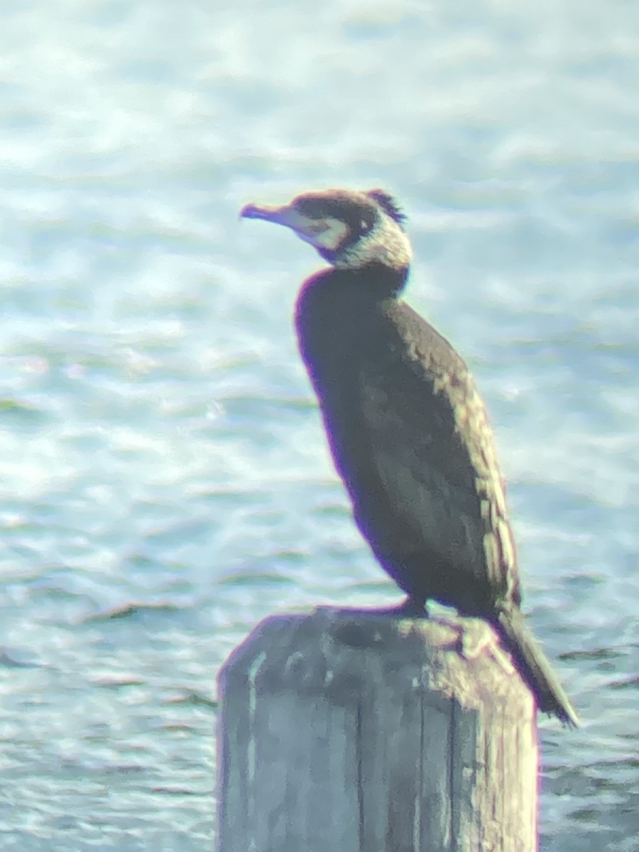 Great Cormorant - ML422215171