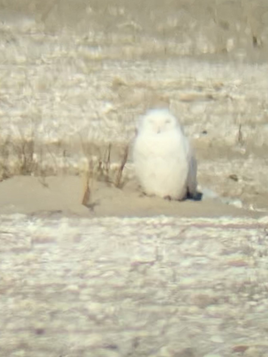 Snowy Owl - ML422216111