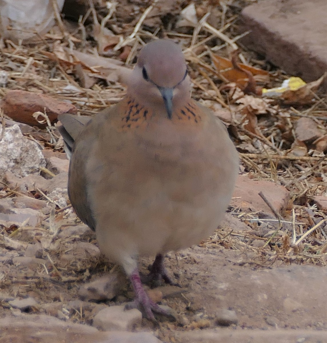 Laughing Dove - ML422216411