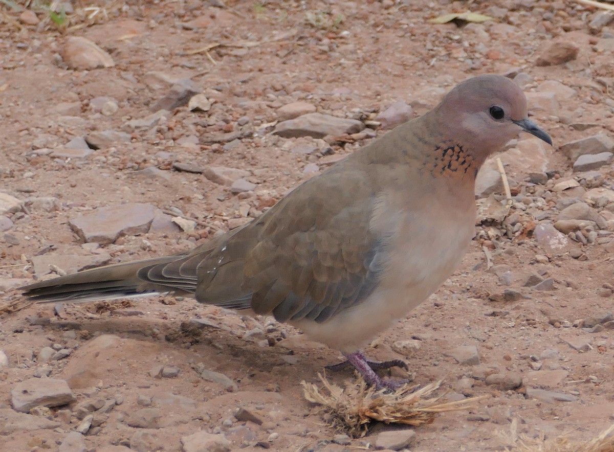 Laughing Dove - ML422216421
